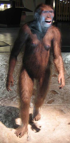 Australopithecus afarensis _ Reproduktion von Cosmocaixa, Barcelona